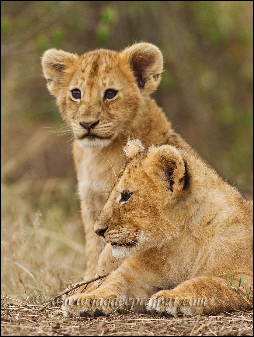 Back to cute cubs
