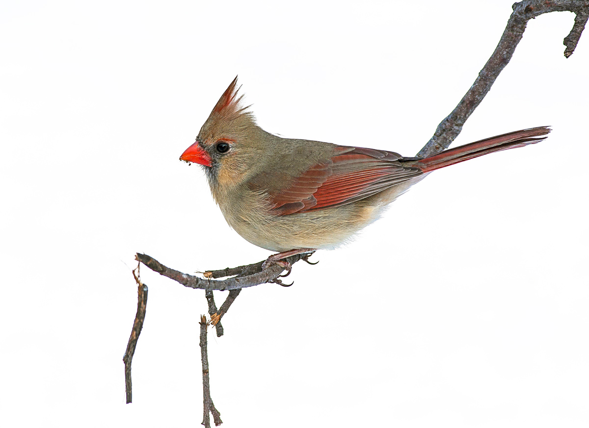 Winter Cardinal II