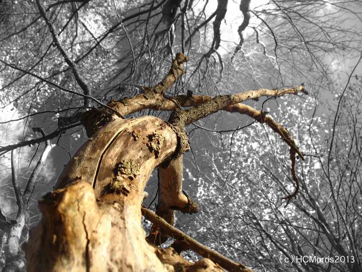 Reaching for heaven