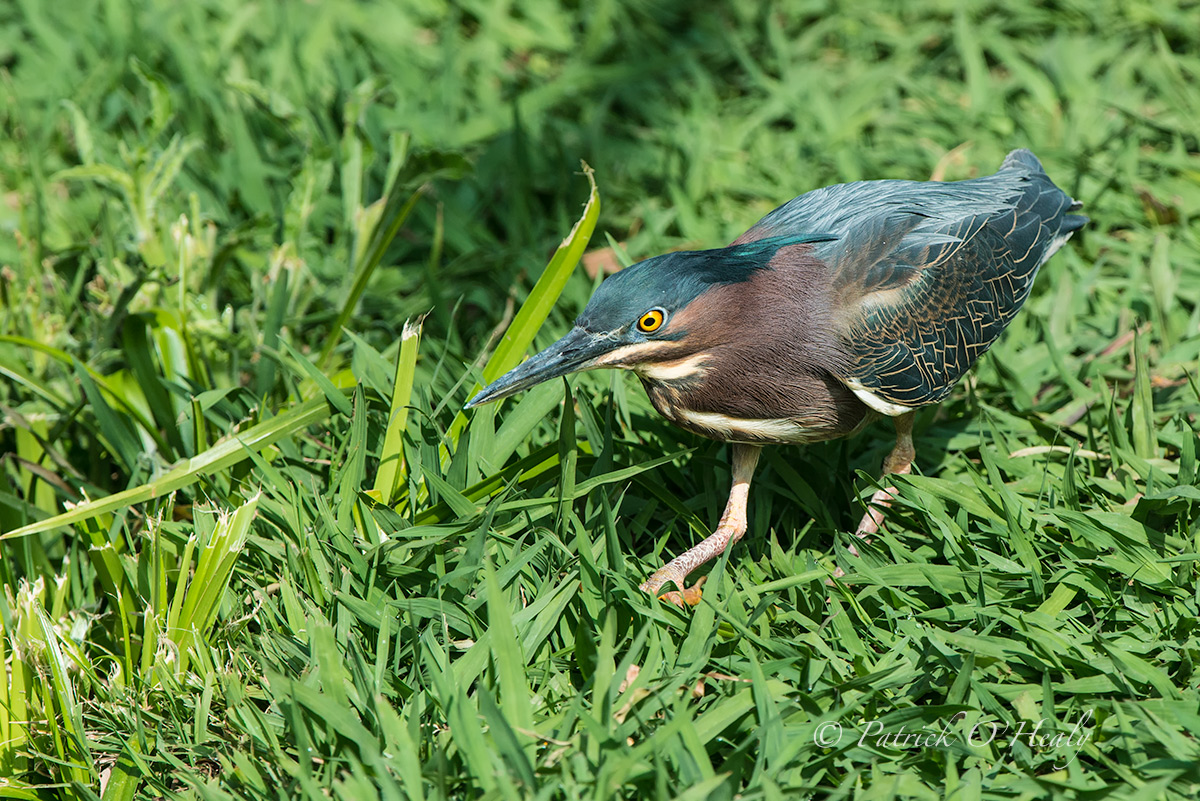 Green Heron Cooperates