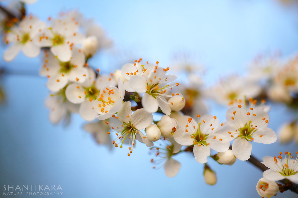 Spring is coming