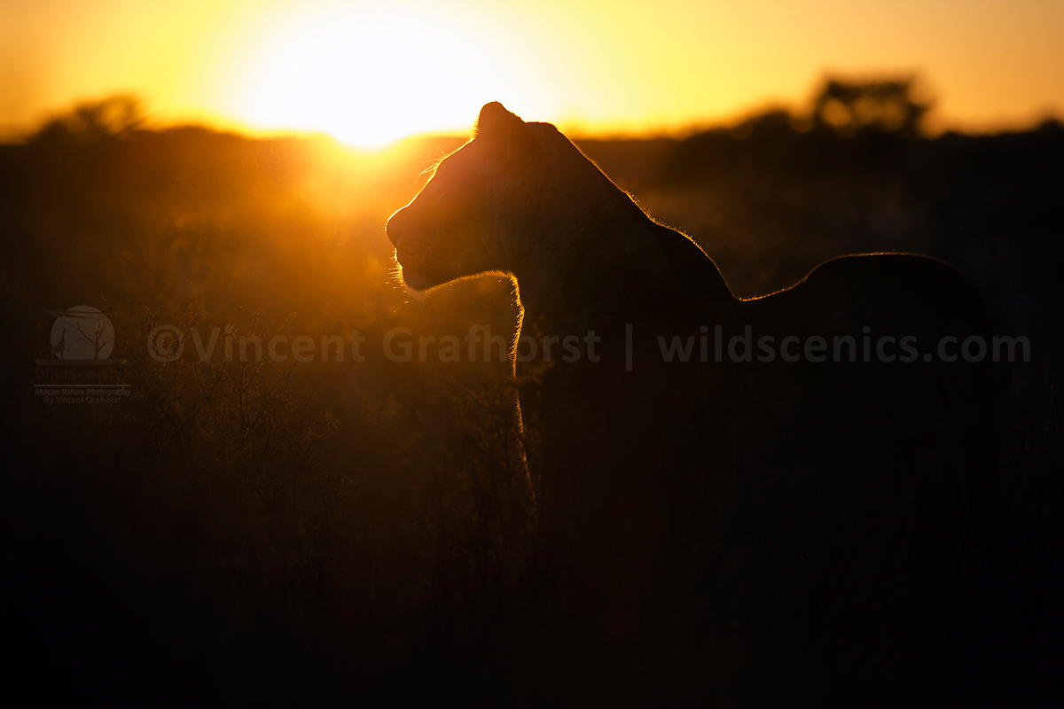 The sunrise hunter