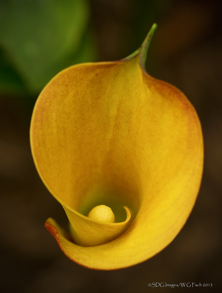 Yellow Spiral