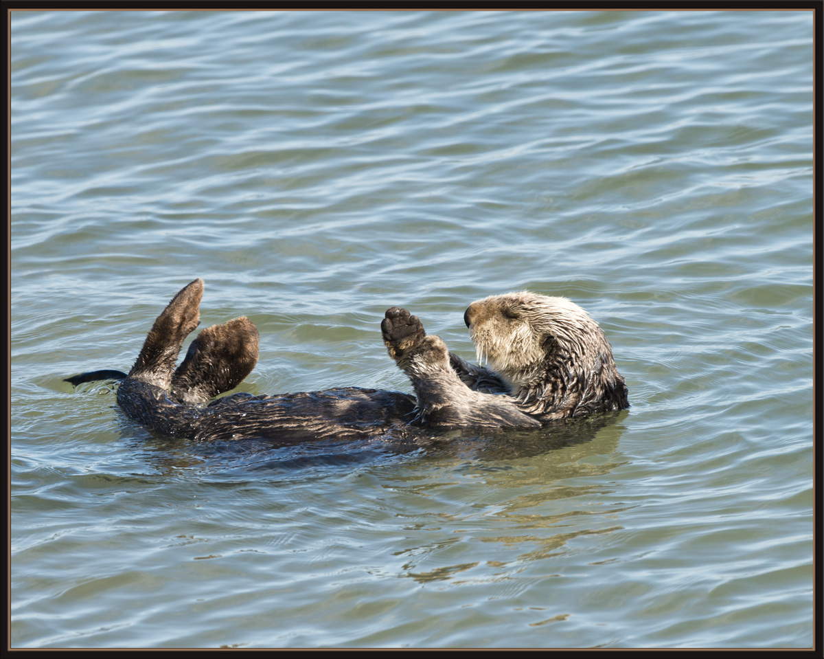 Sea Otter