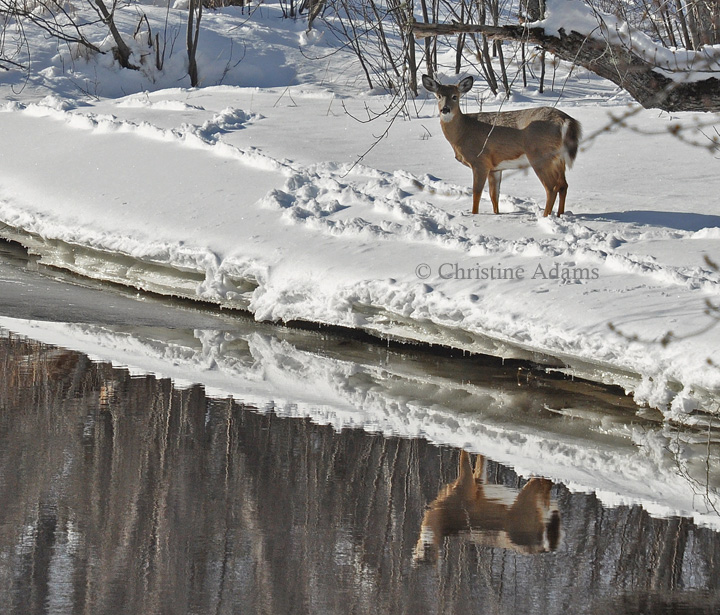Deer Reflection, with repost