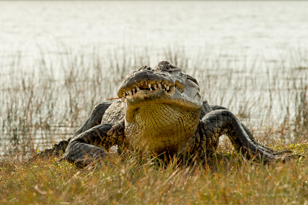 Gator Stare-down