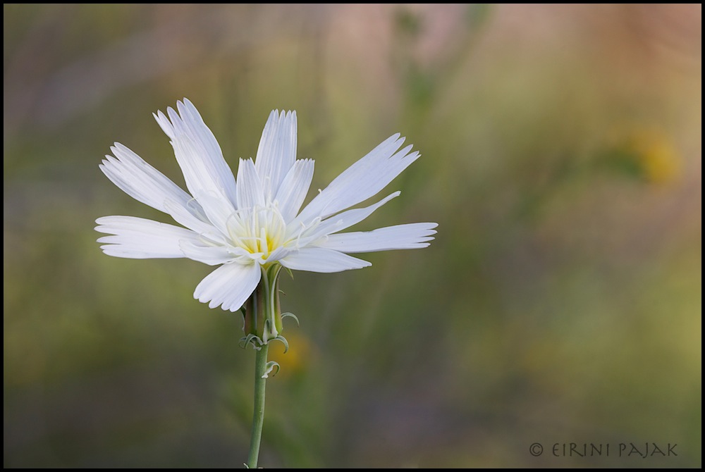 Desert Chicory