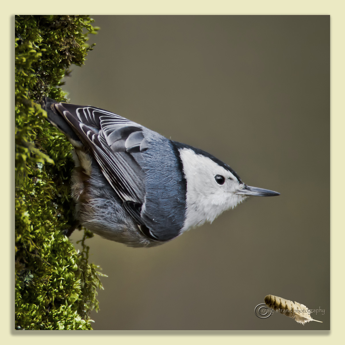 Nuthatch