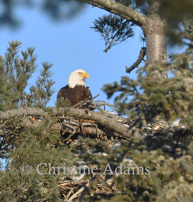 Eagle On Nest!