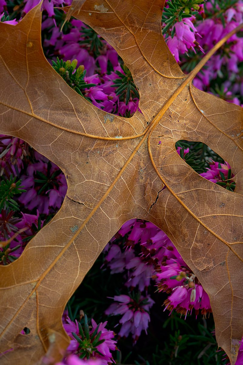 Fall On Spring Flowers