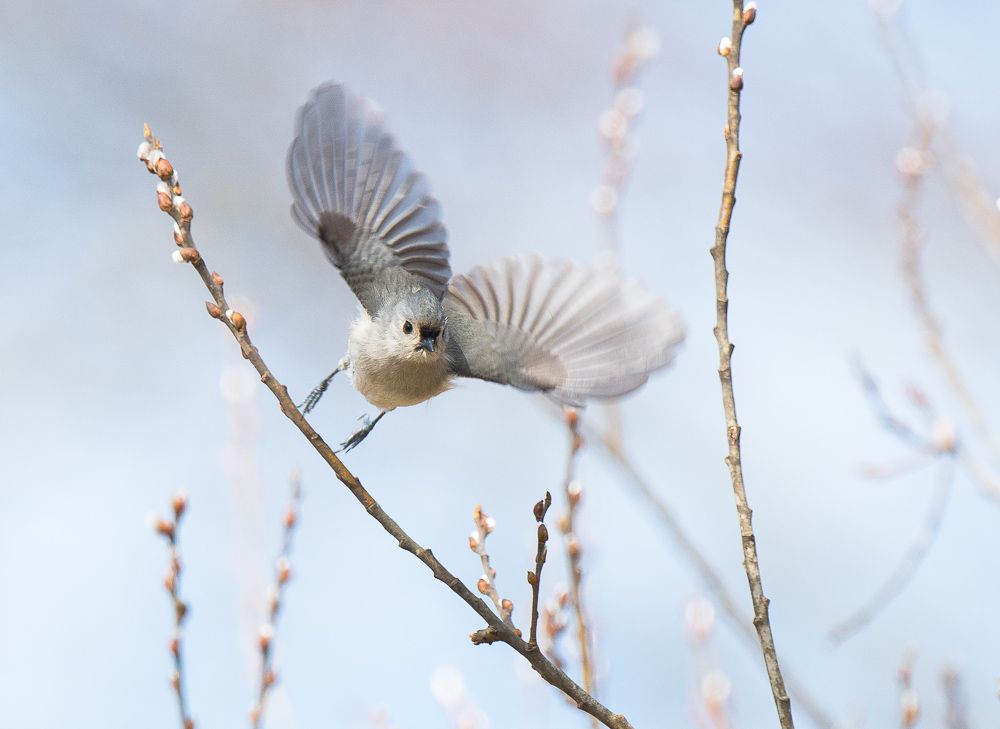 Tufted Titmouse