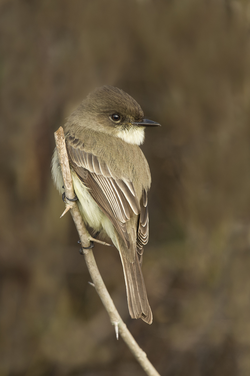 Eastern Phoebe
