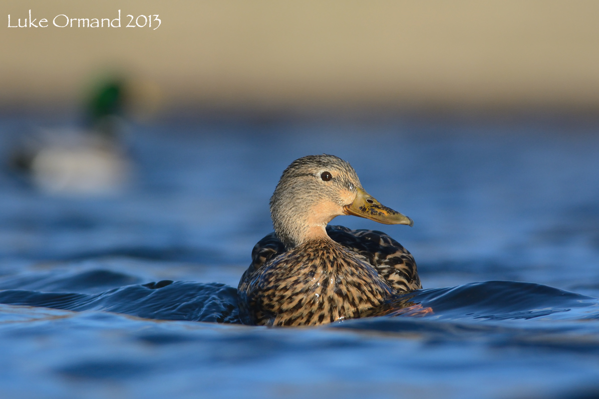 Mallard Hen