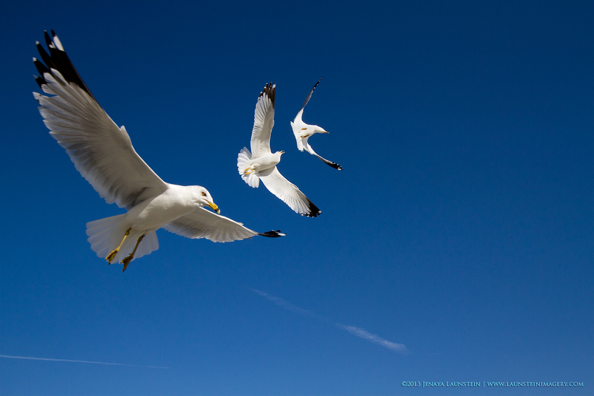 Seagull Acrobatics