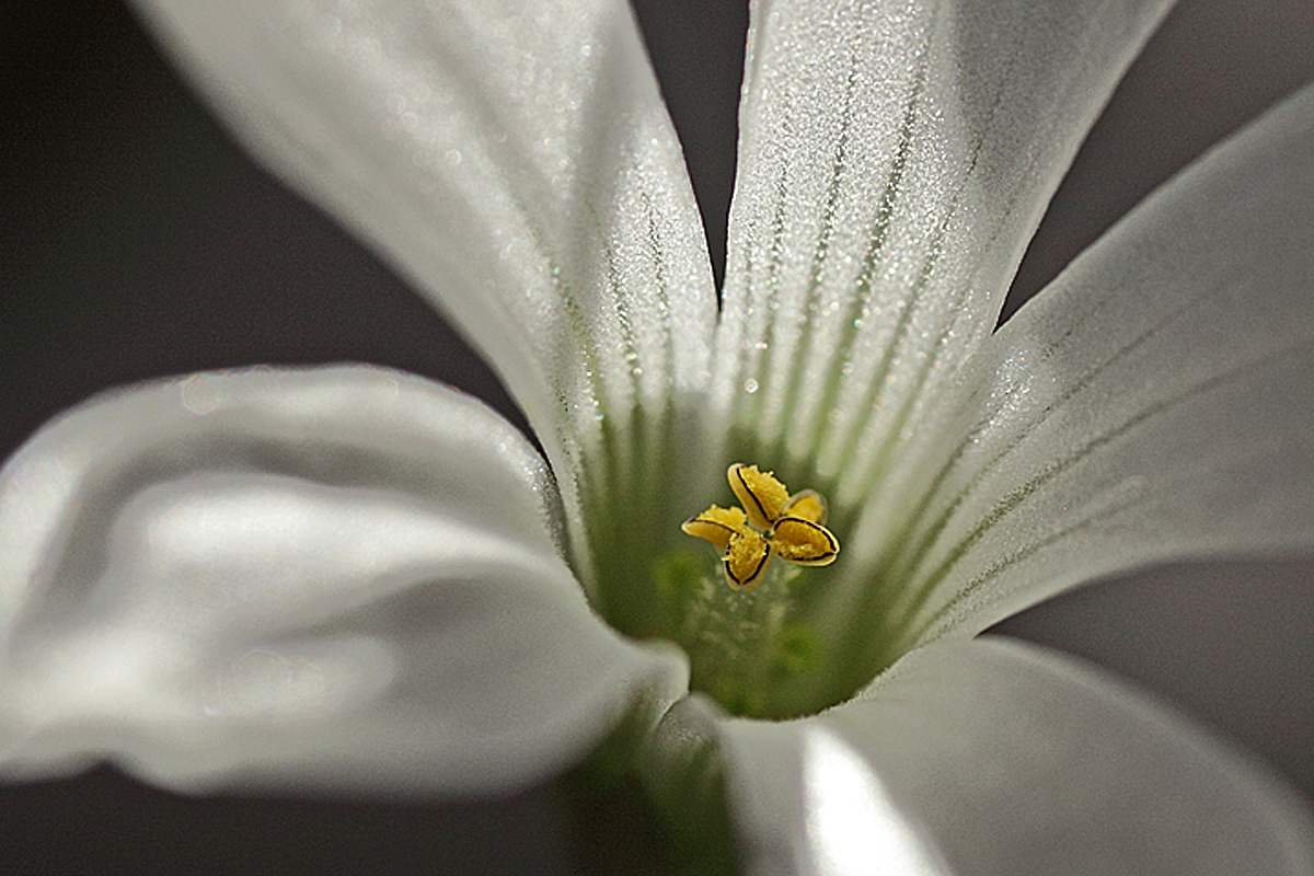 Shamrock