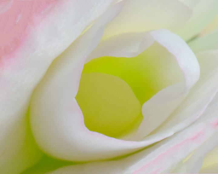 Elatior Begonia