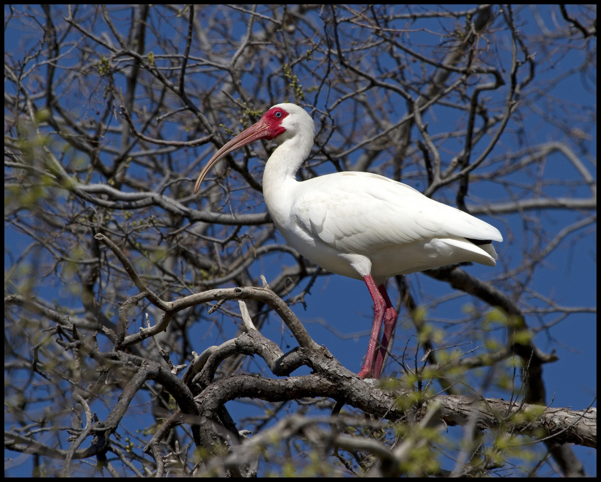 White Ibis