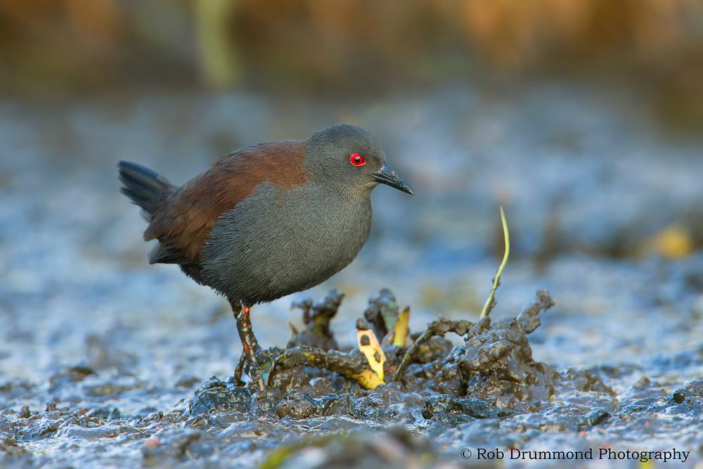 Spotless Crake #2