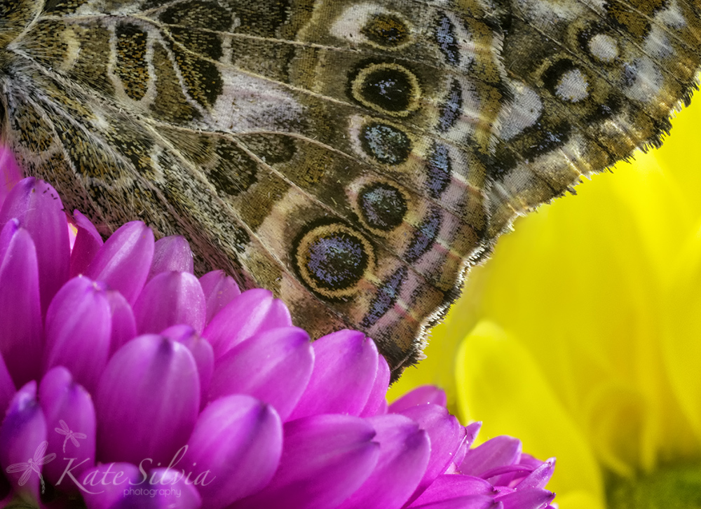Butterfly Wing Abstract