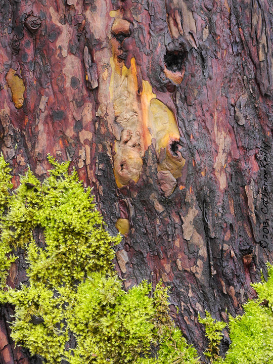 Madrona Tree Closeup