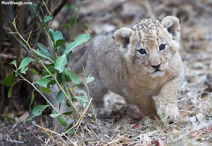 One More Lion
