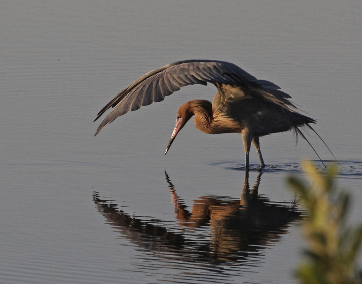 Reddish Egret