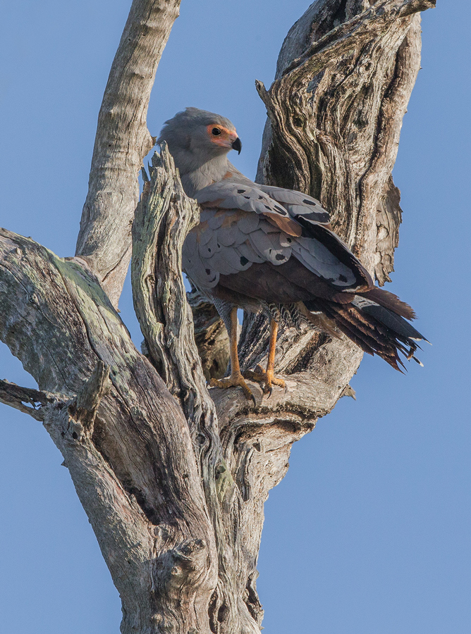 Harrier Hawk