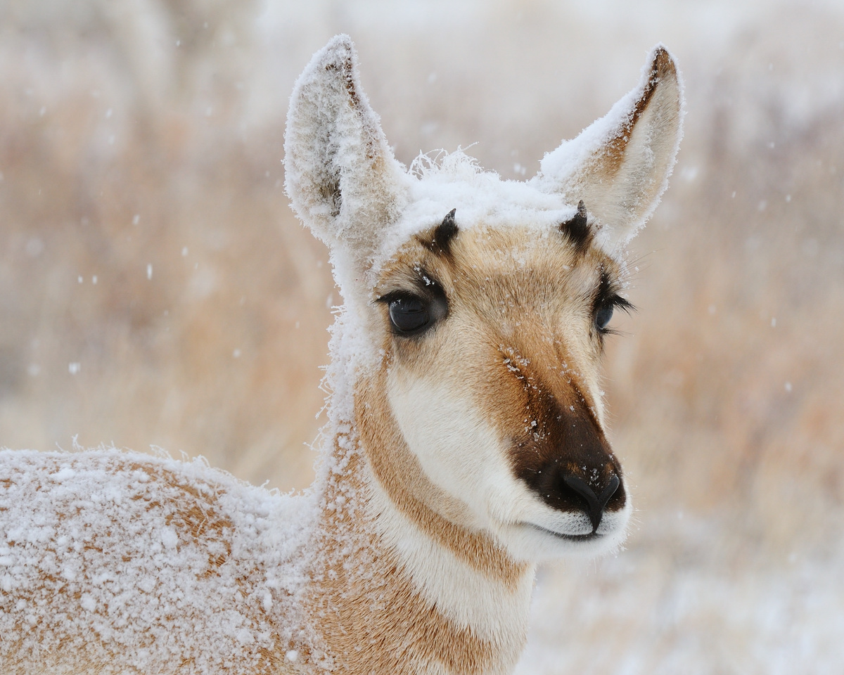 snowcapped