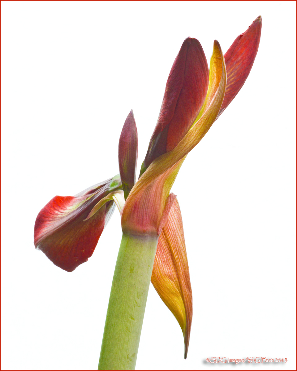 Emerging Amaryllis