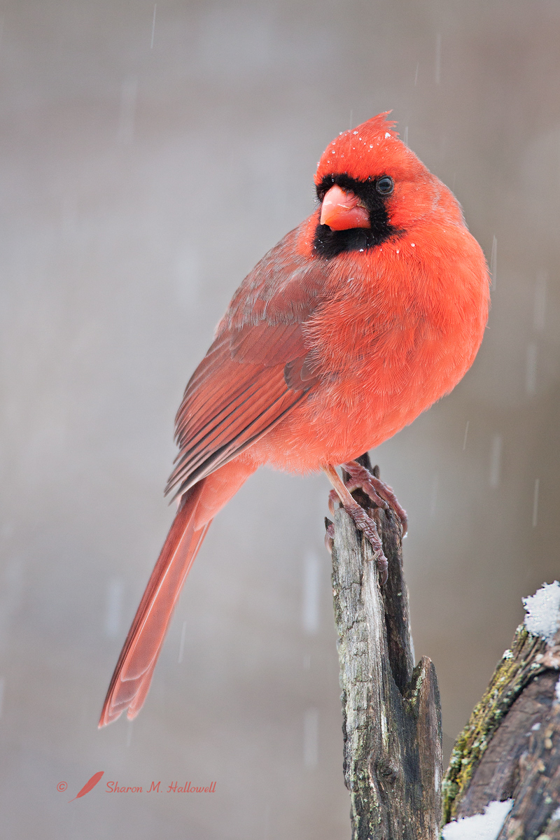 Cardinal