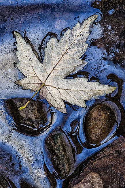 Maple in Stream Oil