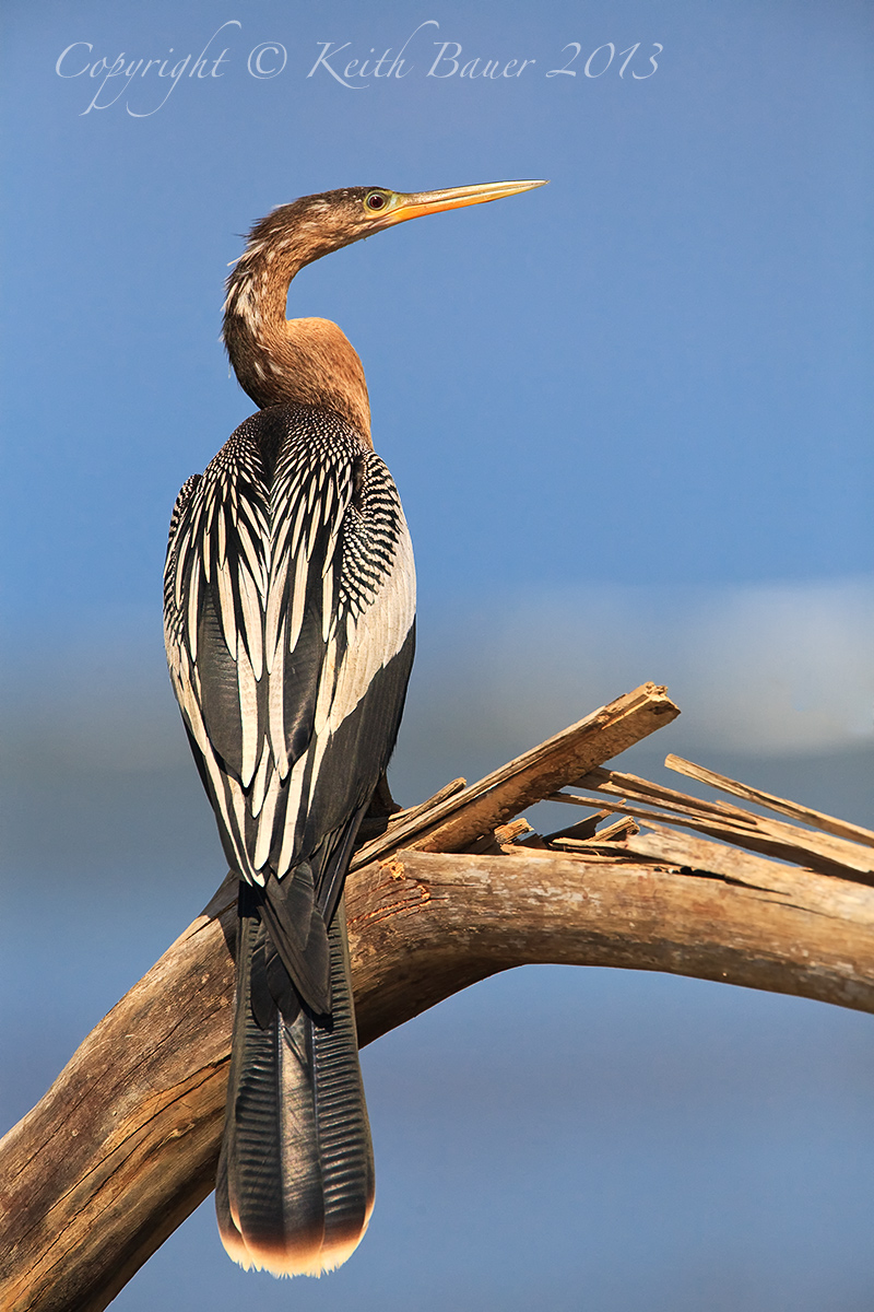 Anhinga