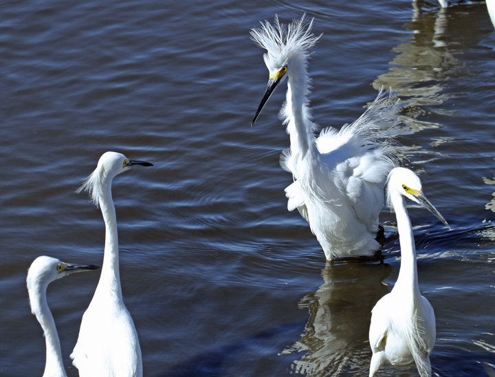 Snowy Egret Attitude