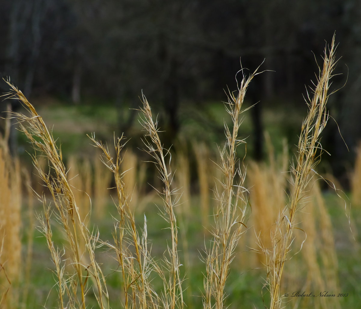 Making Hay