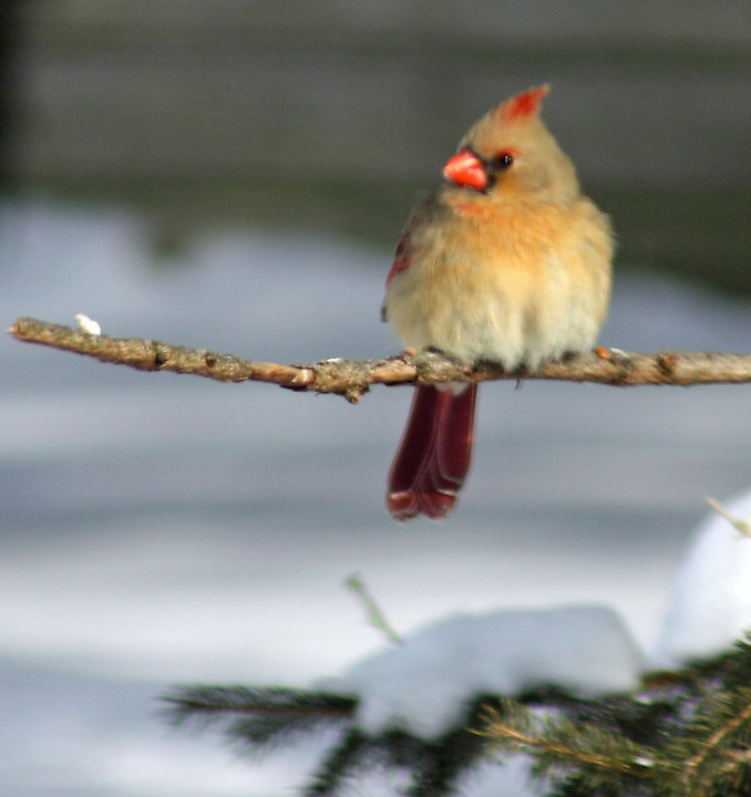 female cardinal in morng