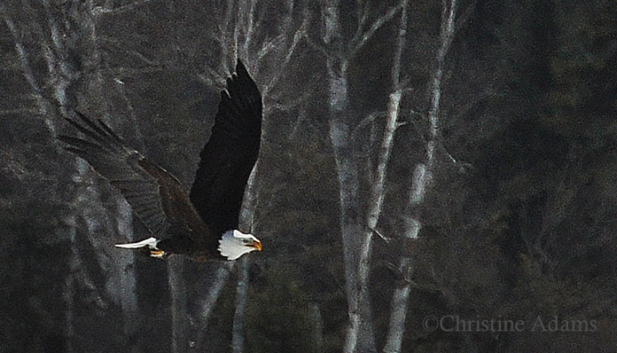 Eagle