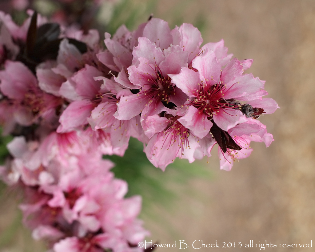 Ornamental Peach