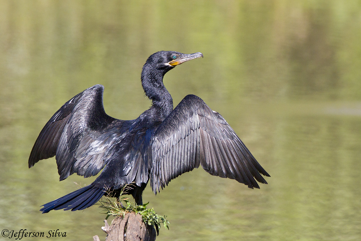 Neotropic Cormorant