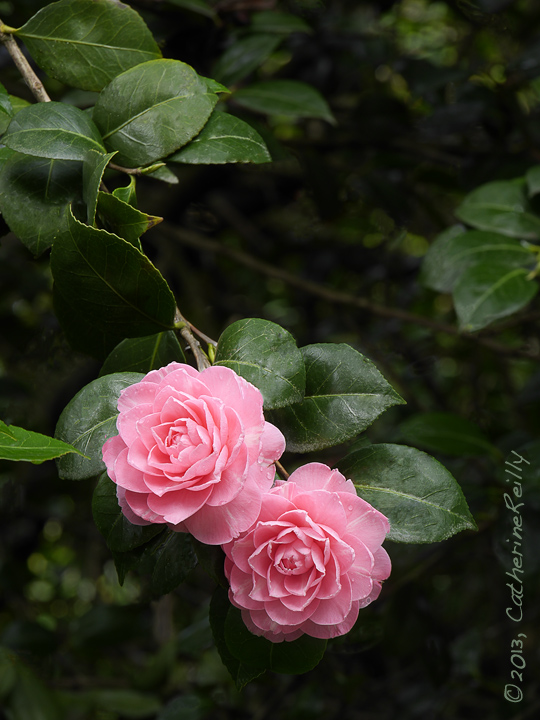 Camelia Twins