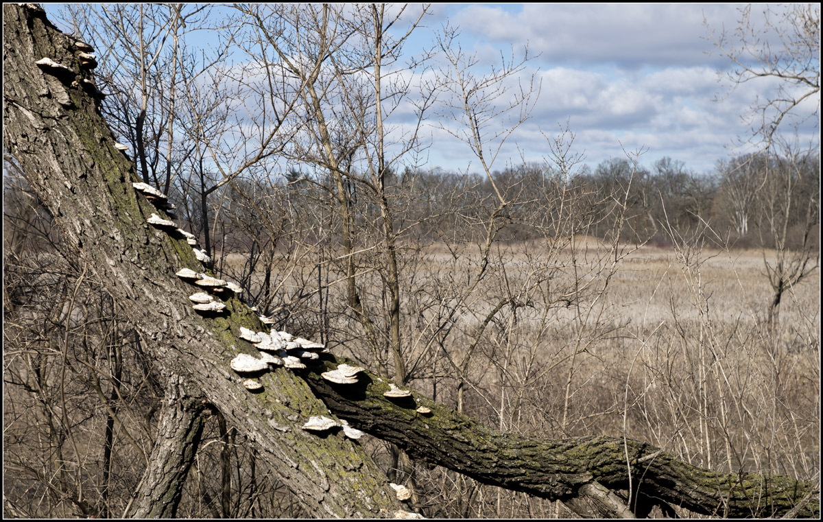 a fungus among us