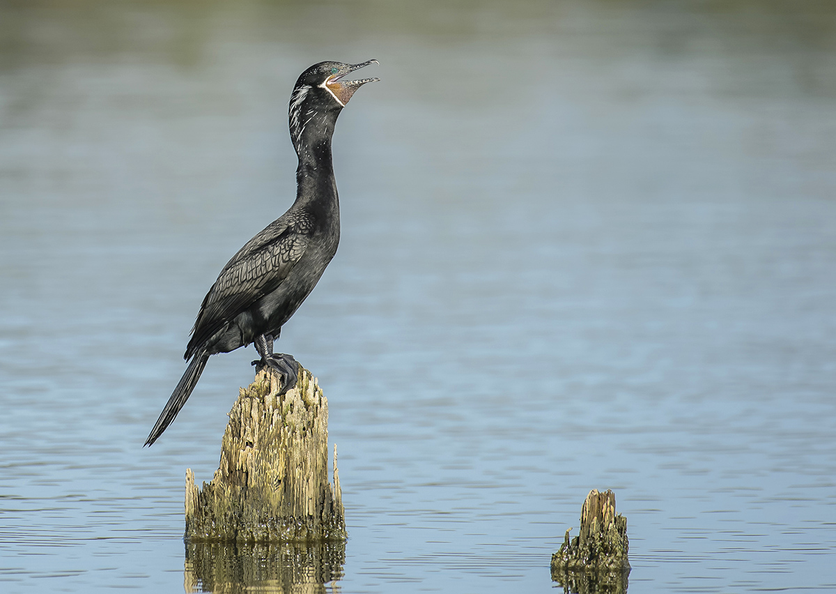 Neotropic Cormorant