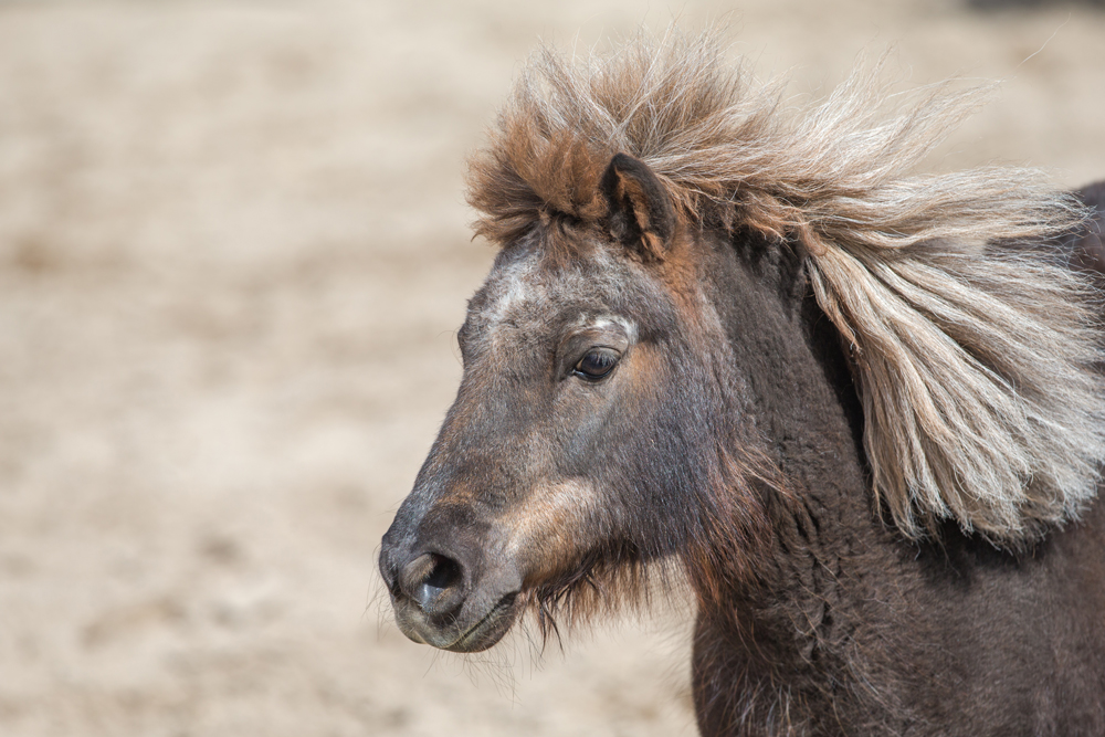 Pony