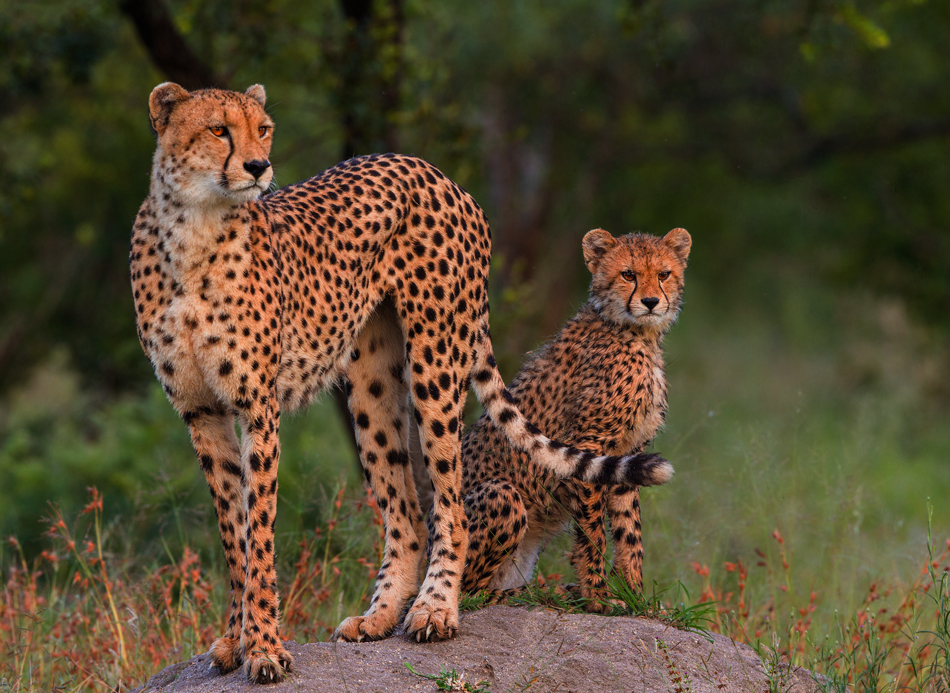 cheetah & cub