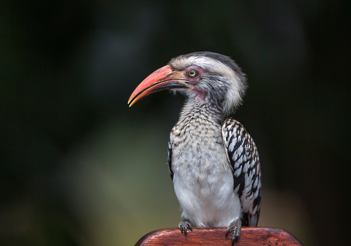 Red Billed Hornbill