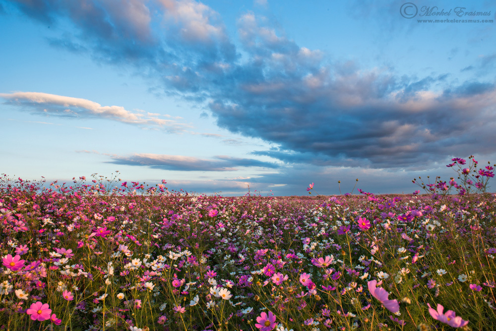 Fields of Pink