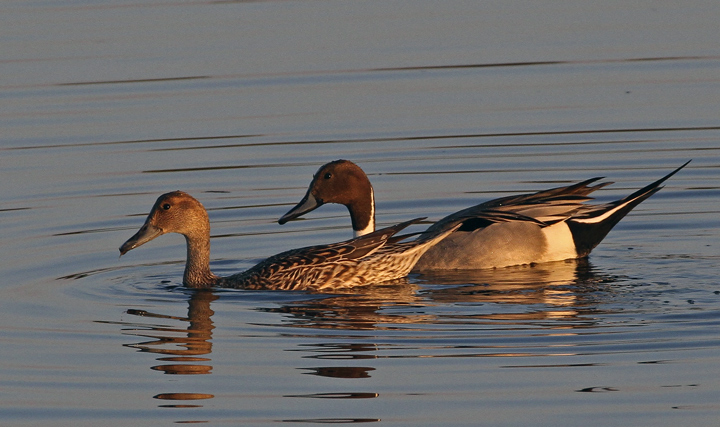 Pintail Pair reposted