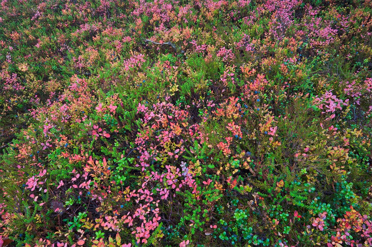Explosion of colors