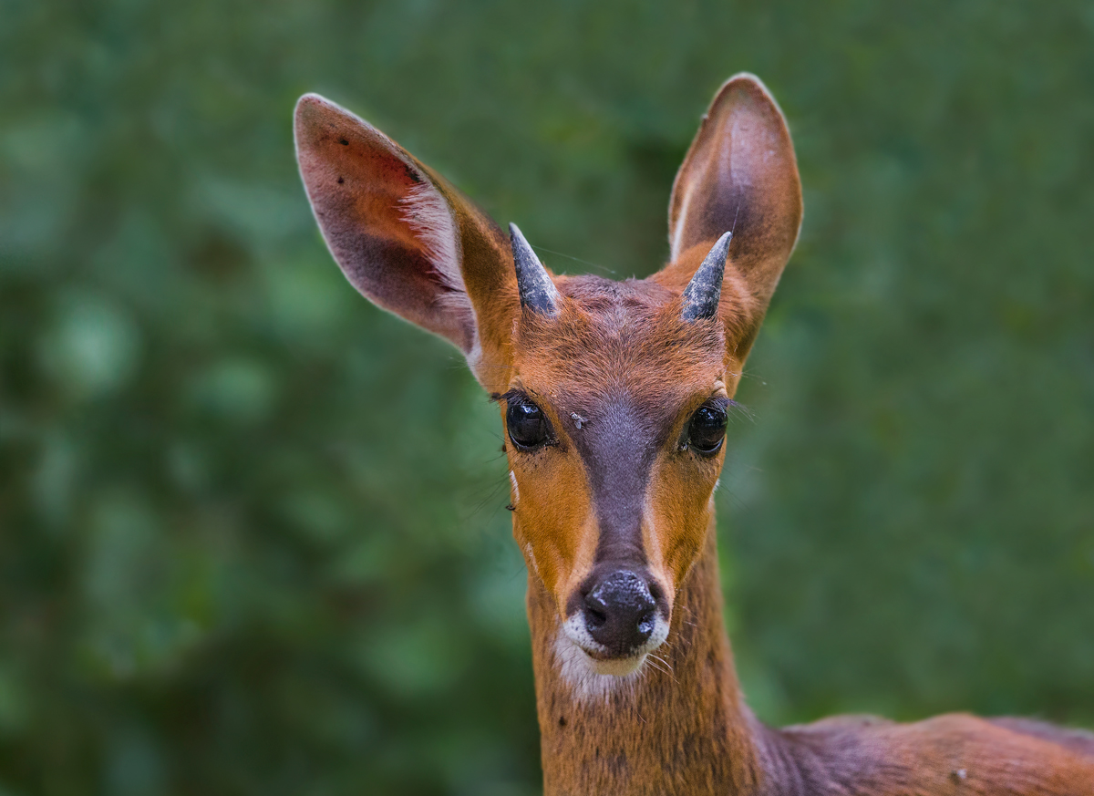Bushbuck portrait