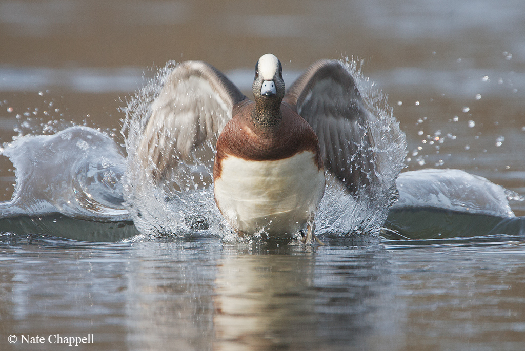 American Wigeon