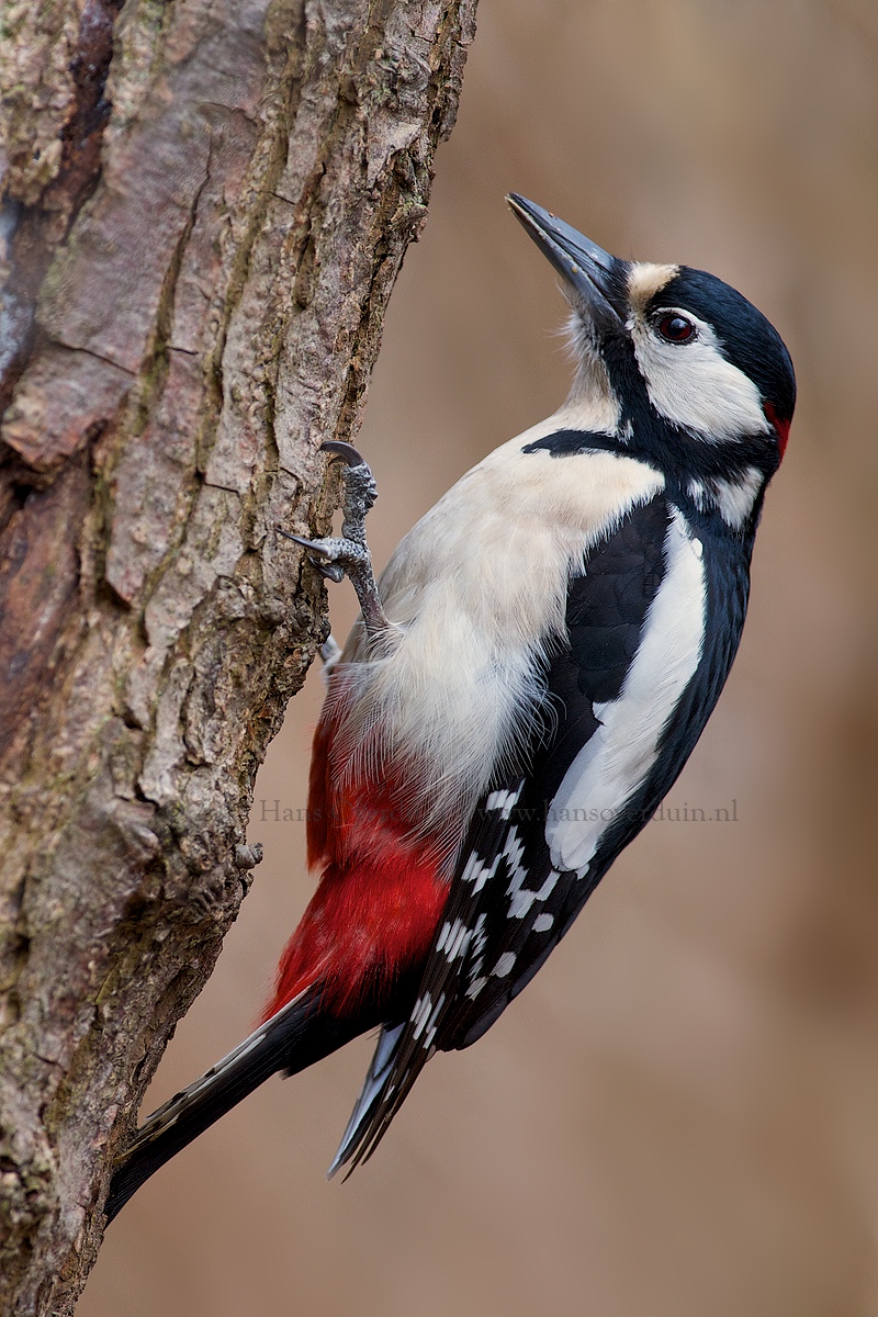 Great Spotted Woodpecker